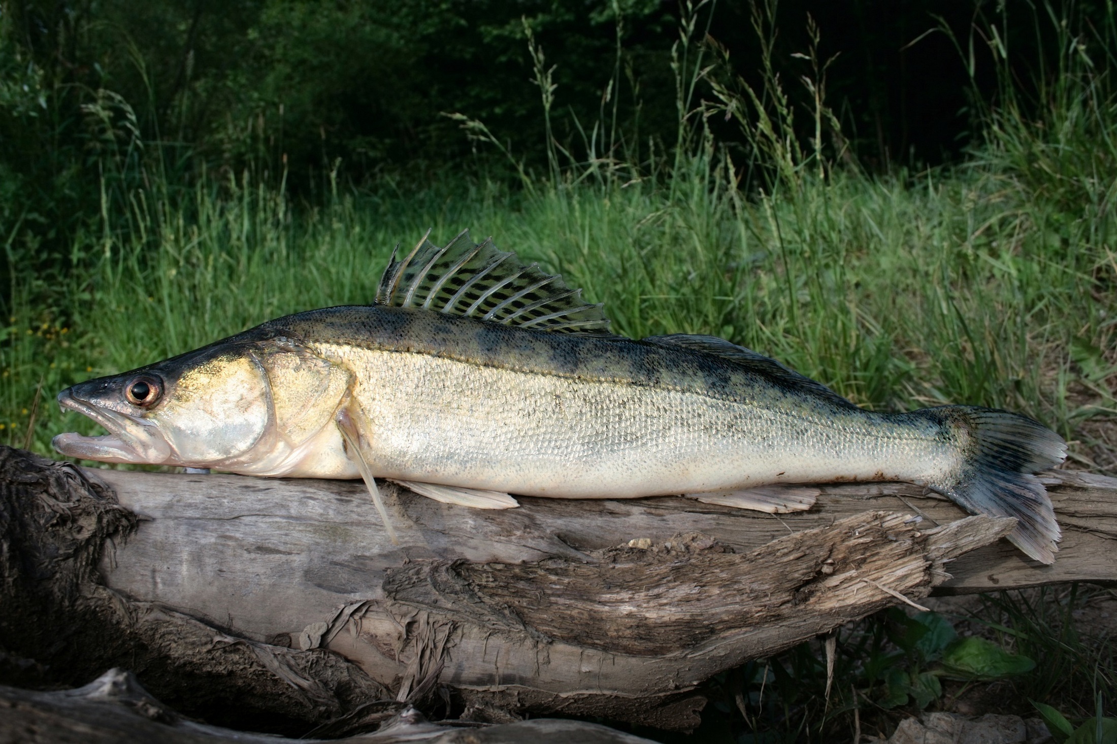 Sander lucioperca (Linnaeus, 1758)